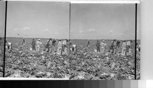 Field of Cabbage, Southern Tex