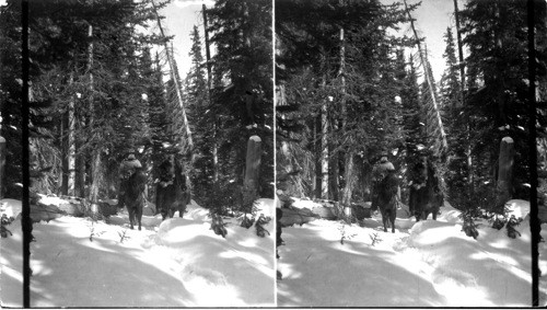 In the forest on the trail to Snowmass Lake. Pitkin County near town of Aspen, Colo