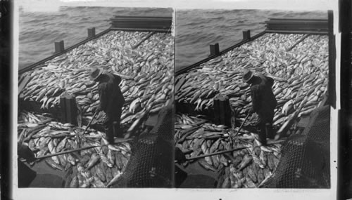 Salmon by the ton. A scowful at the wharf, Fairhaven, Washington