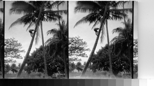 Native Climbing Palm Tree, Hawaii