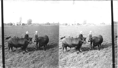 Son and sire of a proud stock - thoroughbred Black Angus. Shirley, Illinois