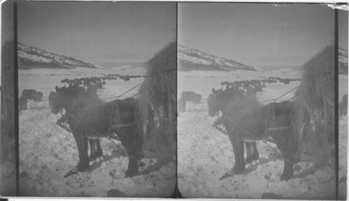 Feeding the Buffalo in the corral at the Buffalo Ranch in winter. Yellowstone Natl. Park, Wyoming