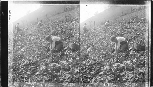 Digging out sweet potatoes on the slope of a Mountain, Kentucky