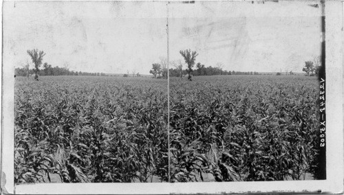 In the great cornfield of Asade Valley (N.) Eastern Kansas