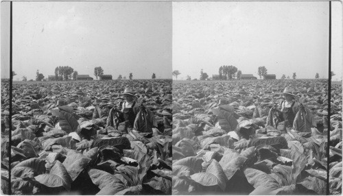 A Tobacco Field, Lancaster Co., Penna