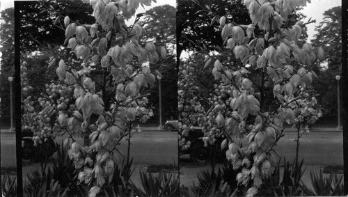 The blossom of the Yucca, in a public park at N.W. 1st and Penna [Pennsylvania] Ave., Washington, D.C