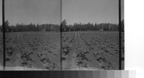 Sunflowers, California Poppies and Trees. Alberta. Can