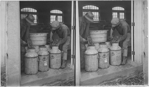 Putting trout into cans for shipment, by use of cloth dipper. Notice that these are about 6 in. trout. Wayne Co., Penna