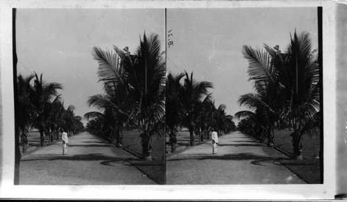 Palm Tree Avenue, Manila