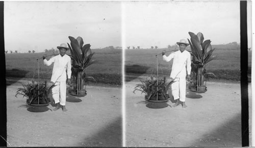 Plant Seller In Ermita, A Suburb Of Manila. P.I