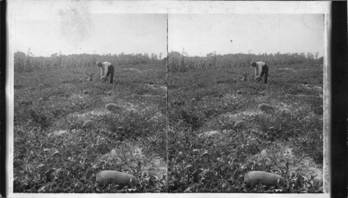 Virginia. A Field of Watermelons. VA