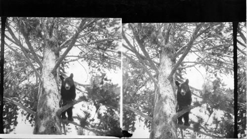 A Black Bear in a Tree. Yellowstone Park. (?)