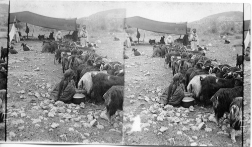 Milking Goats in a Bedouin Camp. Palestine. Right side negative defective
