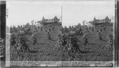 A Cornfield in the Shock in New York State