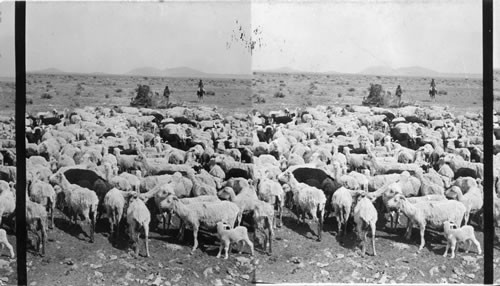 Sheep Ranch, Arizona