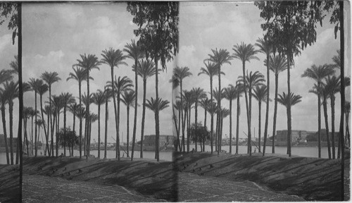 Egypt? The Nile? Date Palms