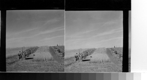 Finland - harvesting in central Finland