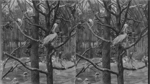 The Happy Family within the mammoth Bird Cage. St. Louis World's Fair