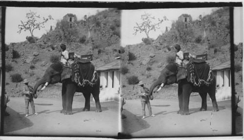 A Friendly Elephant, India