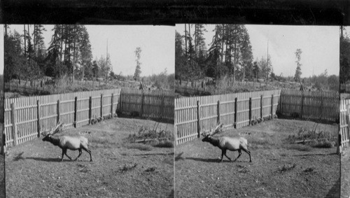 Bull Elk. Point Defiance, Tacoma, Washington