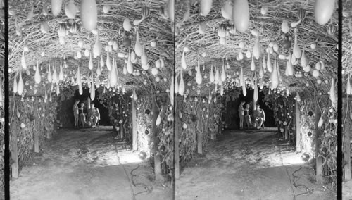 Gourd Arbor of Mr. Chas. Stevens of Chicago. Gourd Arbor at Summer Home of Charles A. Stevens, the Chicago Merchant, Lake Delaware, Wisconsin