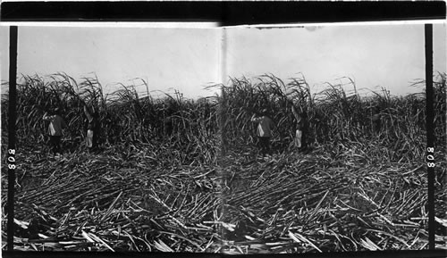 Cutting the cane on a sugar plantation near New Orleans, La