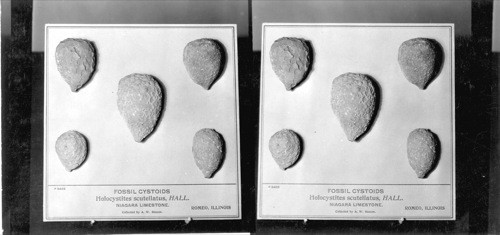 Fossil Cystoids P8422 - Holocystites Scutellatus Hall, Niagara Limestone, Romeo, Ill. Field Museum. Chicago, Ill