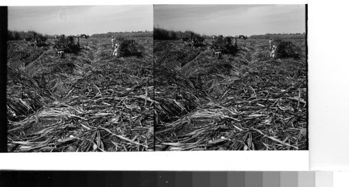 British West Indies - Island of Trinidad: Harvesting sugar cane on a plantation near Chaguanas. Sawders, 1949