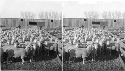 Ready for dinner, in the feeding pens on a great sheep ranch. Colorado