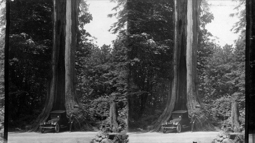 Big Trees in Stanley Park, Vancouver, Canada