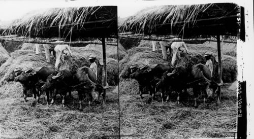 Threshing Out Rice With Carabao, Pangasinan Province, Island of Luzon