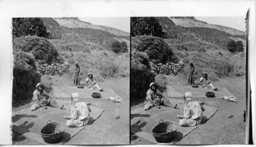 Cleaning wheat on a Samaritan threshing floor - Pamaria, Palestine