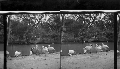 Flamingo, Buenos Aires, Argentine