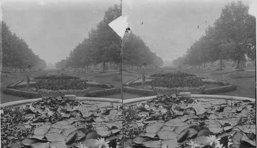 Water Lily pond, Philadelphia, Penna