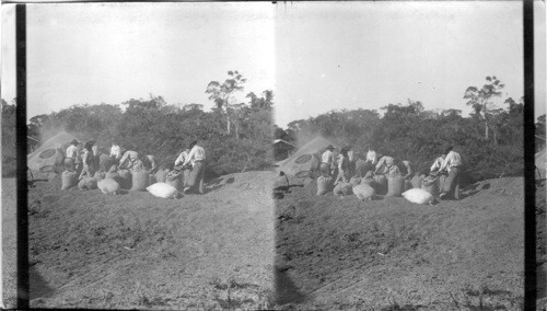 Sacking Coffee For Shipment, State of Sao Paulo, Brazil