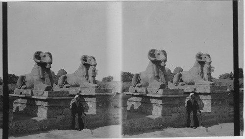 Ram headed Sphinxes, Karnak, Egypt