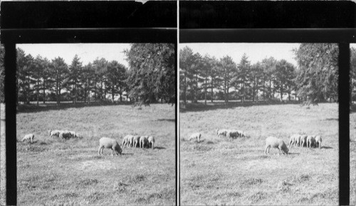 Lincoln Highway, Sheep Herding E. of Marshalltown, Iowa