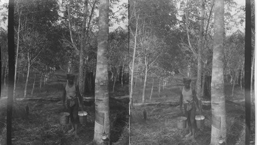 Collecting Latex, Rubber Plantation, Basilan Island, P.I. (The native is a Yakau). Replace 10070 - #550 of 600