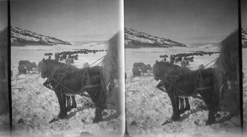 Feeding the Buffalo in Winter - Yellowstone Natl. Park, Wyoming