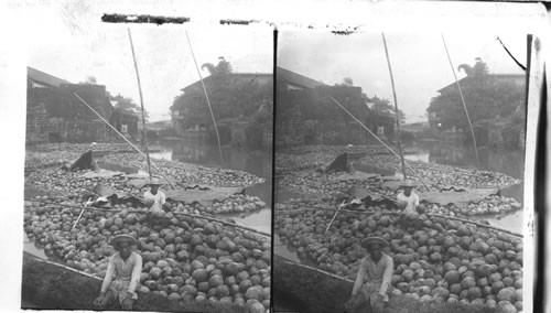 Rafts of coconuts on one of the waterways of Manila. P.I