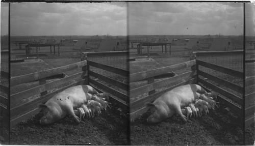 Large Yorkshire Sow and Twelve Pigs. University of Illinois