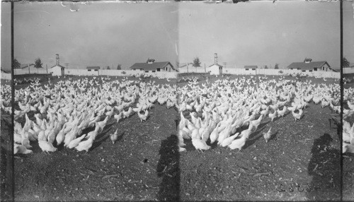Chicken farms from reclaimed logging land, Puget Mill Company, Seattle, Wash