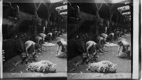 Sheep Shearing, Kirkland Sheep Feeding Co., Kirkland, Ill