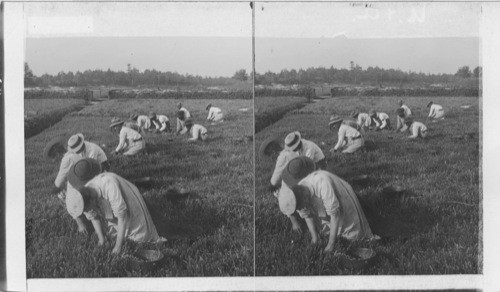 Portuguese men and women picking Cranberries by hand. Cranberry Country, Wareham, Mass