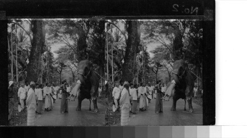 Elephant, near Kandy, Ceylon