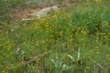 Prairie coneflower