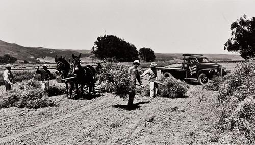 Japanese employees cutting and stacking sweet pea seeds at the Floradale Farms, grown by the Burpee Seed Company : 1939 ; mules were used in this operation until the 1950s