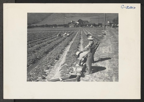 Family labor in strawberry field at opening of 1942 season. Evacuation due in a few days. For many years approximately
