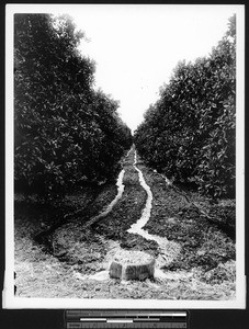 Irrigation systems in a citrus grove, ca.1930