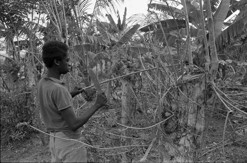 Alfredo Torres chopping branches from a tree, San Basilio de Palenque, 1977
